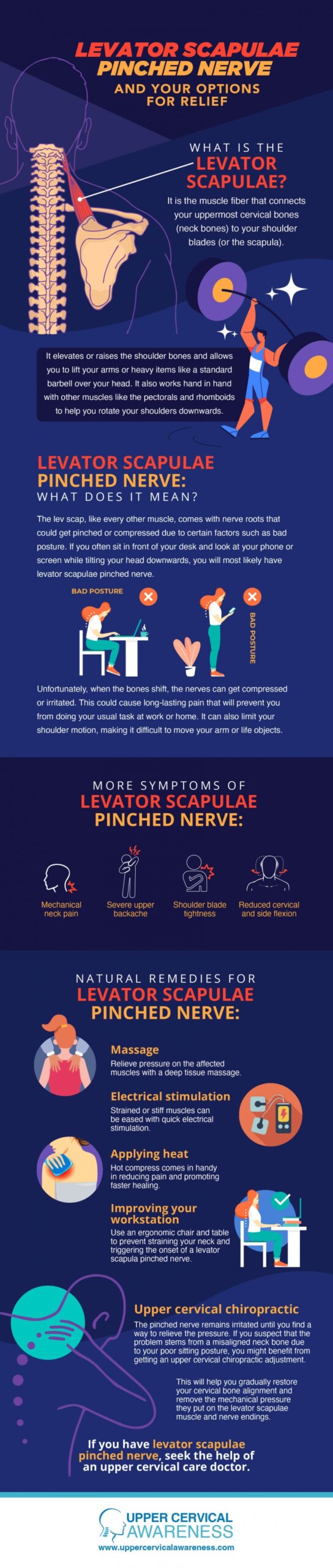 Honolulu Chiropractor Explains Levator Scapulae Pinched Nerve 1 Honolulu Chiropractor